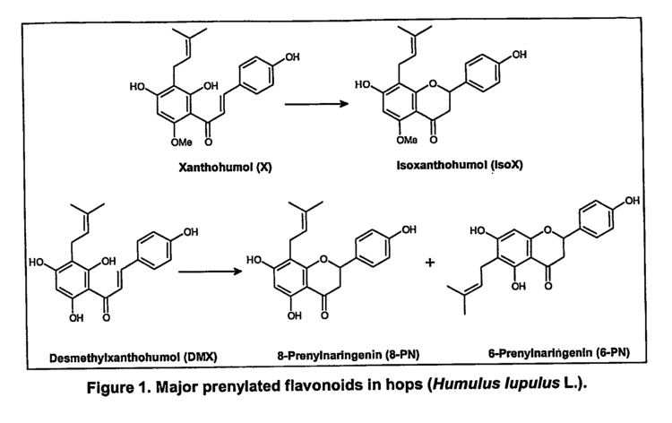 8-Prenylnaringenin Patent US20070110835 Method for the production of enriched hop