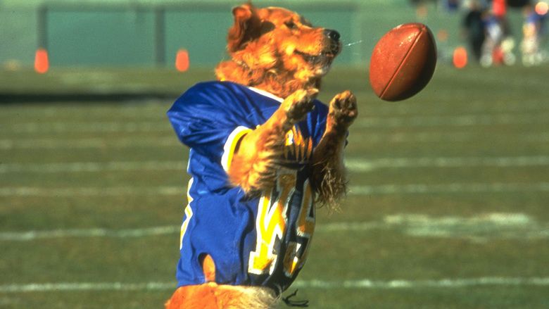 Air Bud: Golden Receiver movie scenes