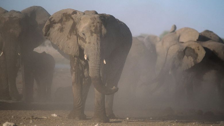 An Apology to Elephants movie scenes