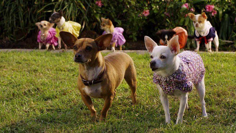 Beverly Hills Chihuahua 2 movie scenes