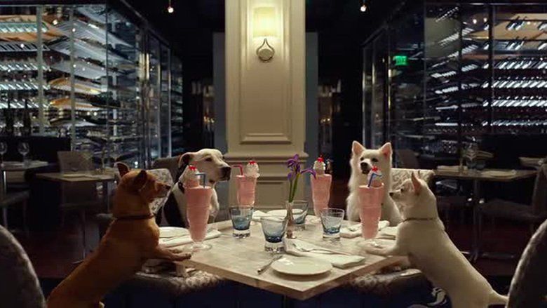 Beverly Hills Chihuahua 3: Viva la Fiesta! movie scenes