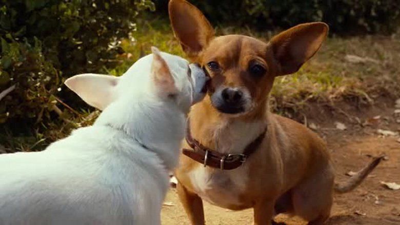 Beverly Hills Chihuahua 3: Viva la Fiesta! movie scenes