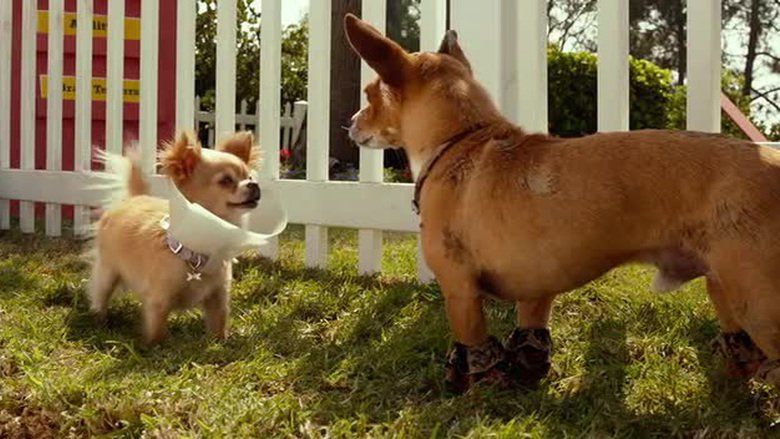 Beverly Hills Chihuahua 3: Viva la Fiesta! movie scenes