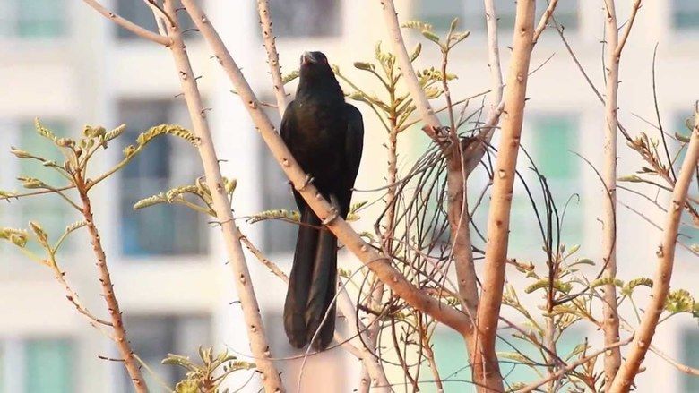 Blackbirds at Bangpleng movie scenes