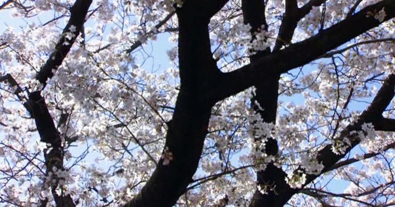Cherry Blossoms (film) movie scenes