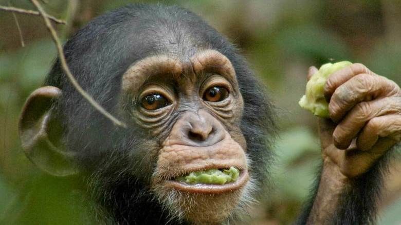 Chimpanzee (film) movie scenes