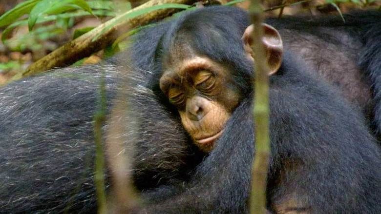Chimpanzee (film) movie scenes