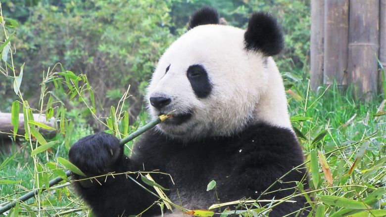 China: The Panda Adventure movie scenes