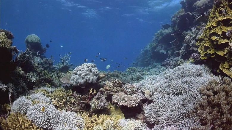 Coral Reef Adventure movie scenes
