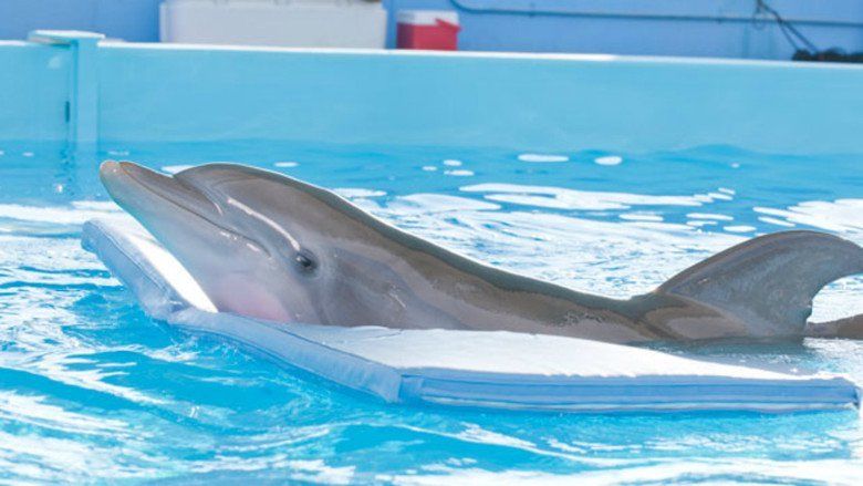 Dolphin Tale movie scenes