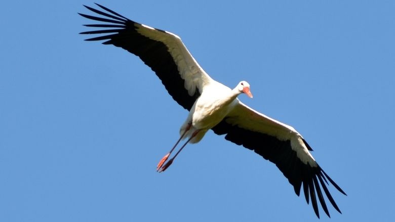 Flight of the Storks movie scenes