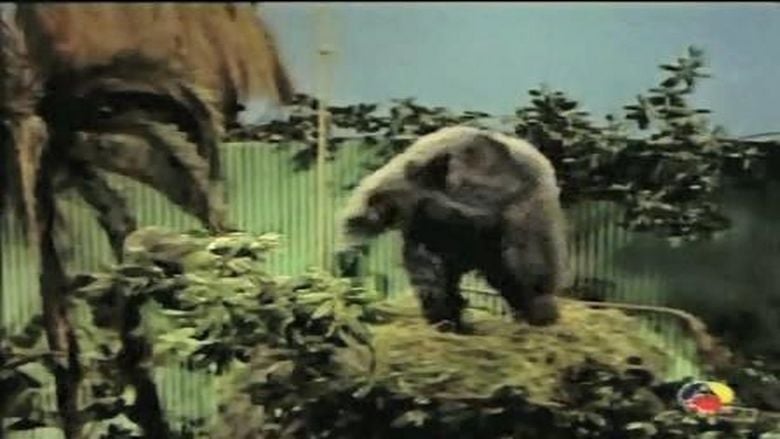 Gorilla at Large movie scenes