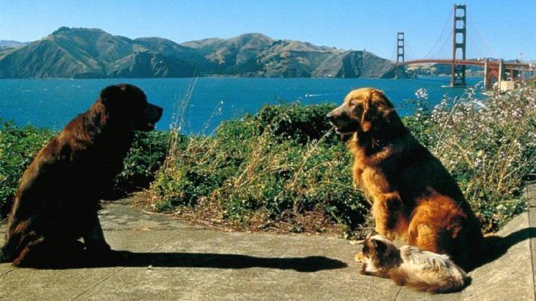 Homeward Bound II: Lost in San Francisco movie scenes