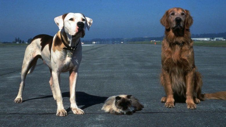 Homeward Bound II: Lost in San Francisco movie scenes