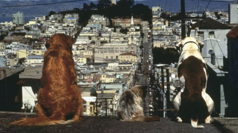 Homeward Bound II: Lost in San Francisco movie scenes
