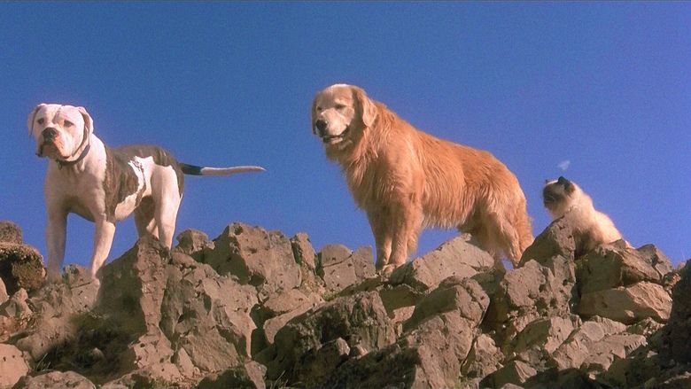 Homeward Bound: The Incredible Journey movie scenes