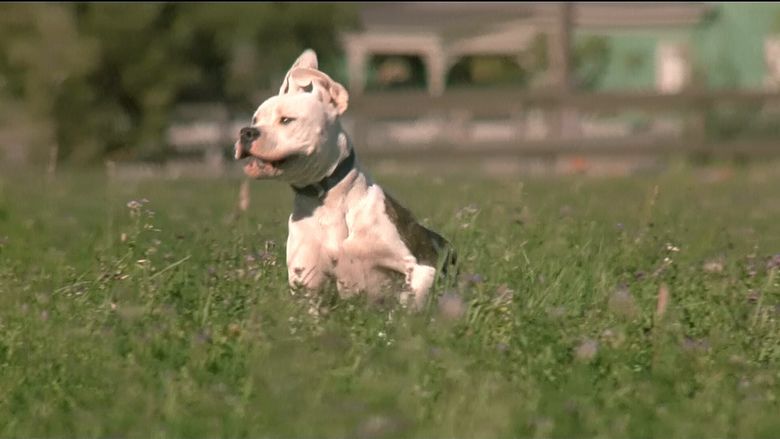 Homeward Bound: The Incredible Journey movie scenes