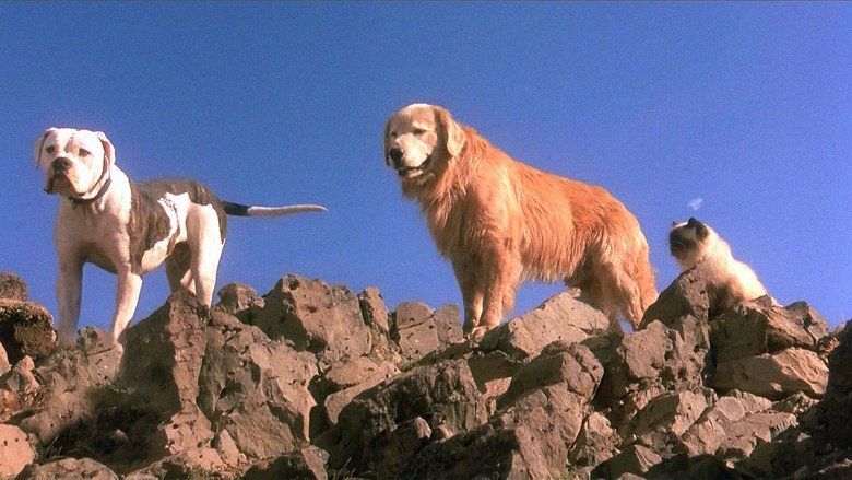 Homeward Bound: The Incredible Journey movie scenes