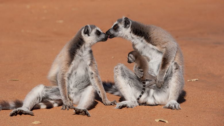 Island of Lemurs: Madagascar movie scenes