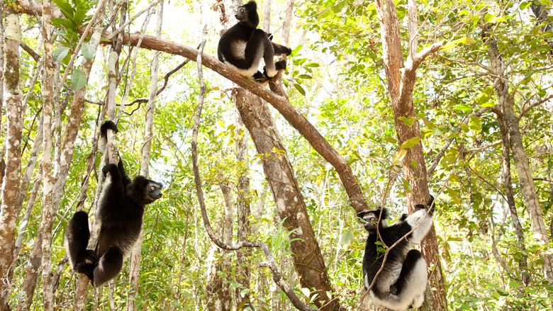 Island of Lemurs: Madagascar movie scenes