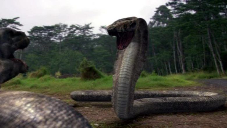 Komodo vs Cobra movie scenes