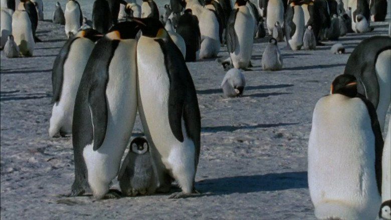 March of the Penguins movie scenes