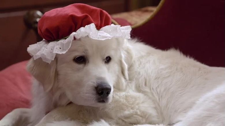Santa Paws 2: The Santa Pups movie scenes