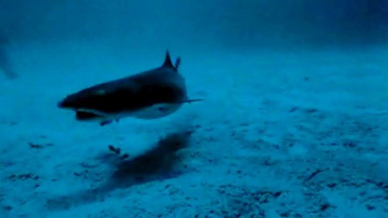 Sharks Treasure movie scenes