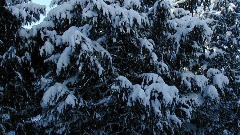 Snow Falling on Cedars (film) movie scenes