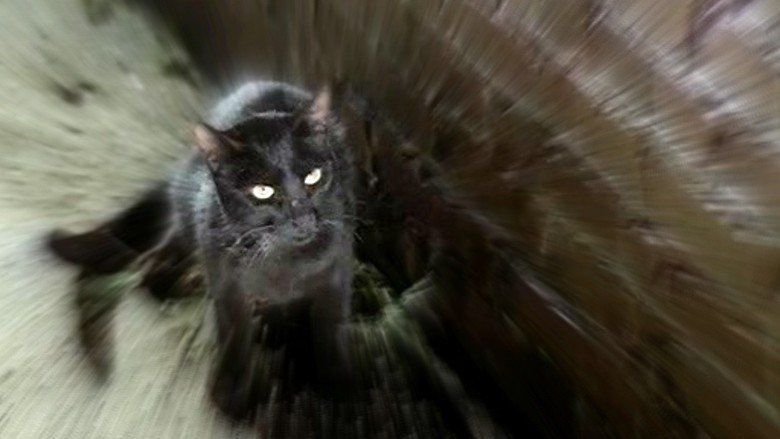The Black Cat (1981 film) movie scenes