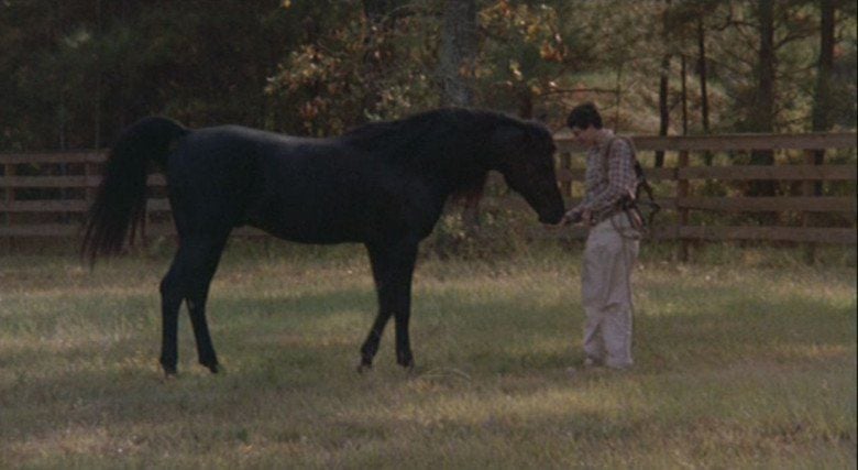 The Black Stallion Returns movie scenes