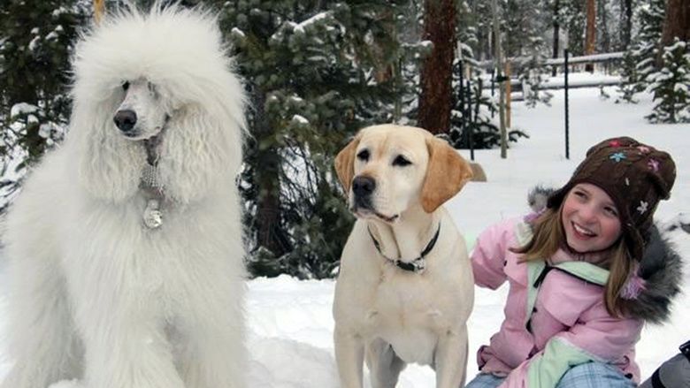 The Dog Who Saved Christmas Vacation movie scenes