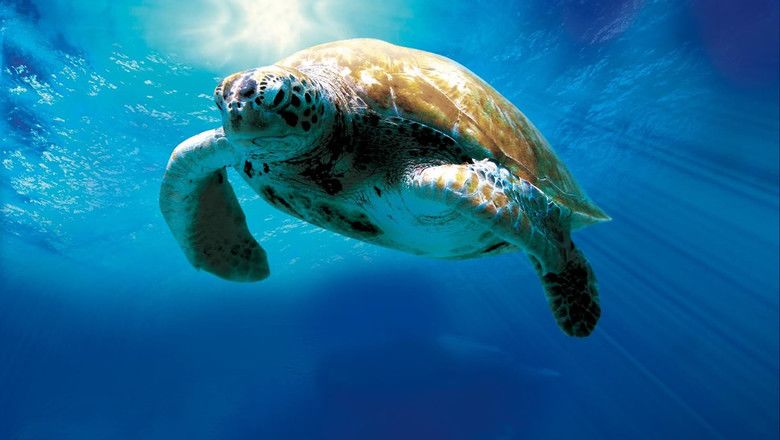Turtle: The Incredible Journey movie scenes
