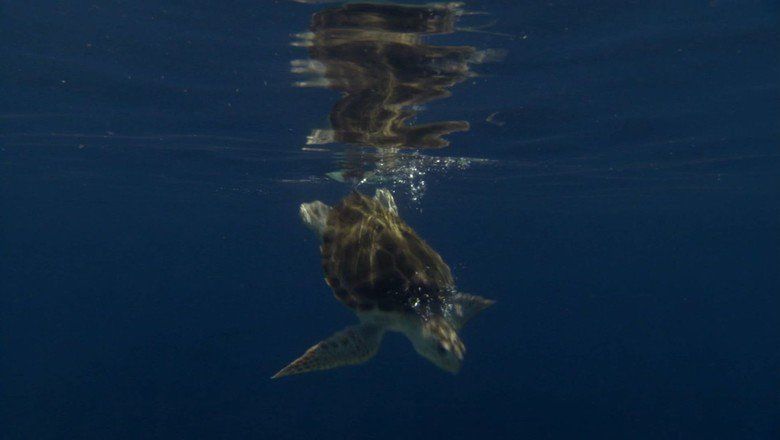 Turtle: The Incredible Journey movie scenes