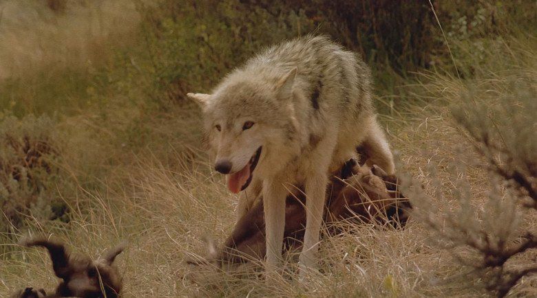 Wolves (1999 film) movie scenes