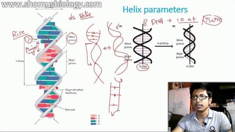 A-DNA Difference between A DNA B DNA And Z DNA YouTube