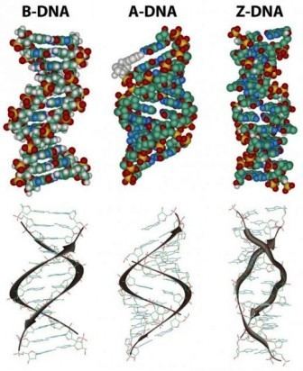 A-DNA Different forms of DNA Biology Exams 4 U