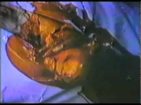 A Night to Dismember A Night to Dismember trailer YouTube