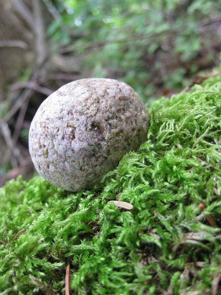 A rolling stone gathers no moss - Alchetron, the free social encyclopedia