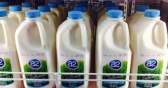 A2 milk A2 milk Wikipedia