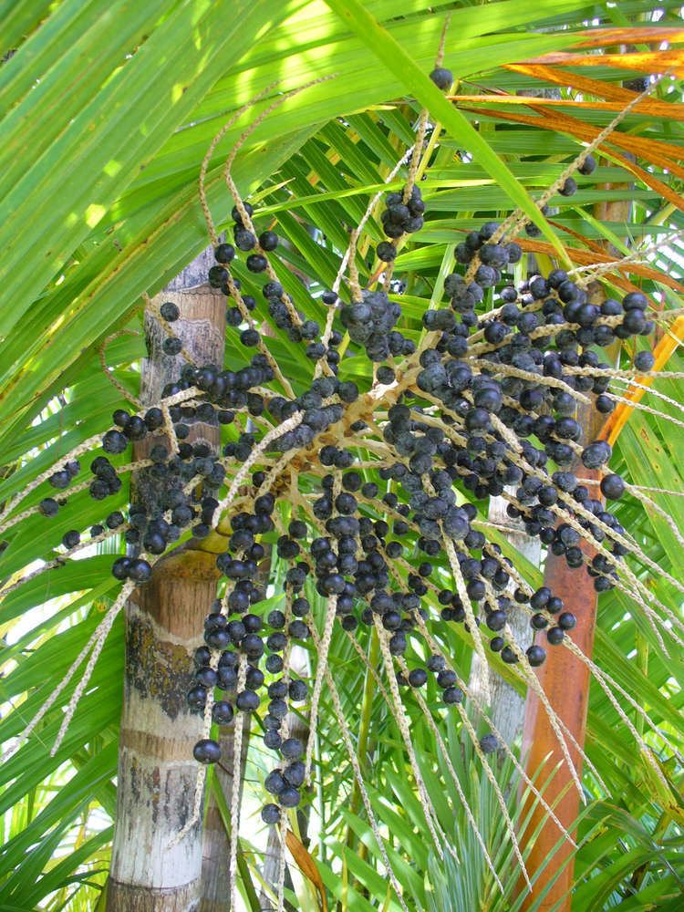 Açaí palm LIVE FRESH PARA DWARF Acai Palm SEEDS Euterpe oleraca Super Fruit