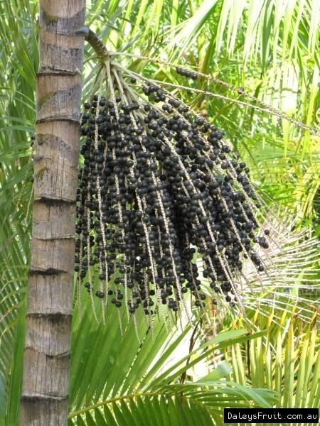 Açaí palm Acai Palm Euterpe Oleracea