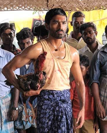 Aadukalam Dhanush has become an adult with Aadukalam Rediffcom Movies