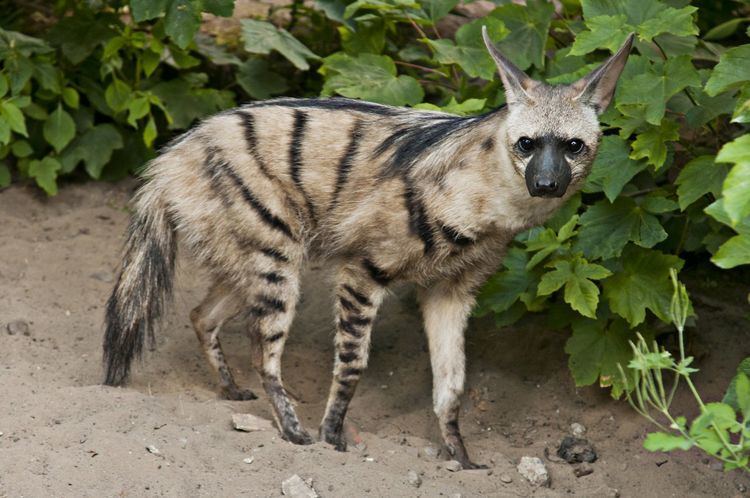 Aardwolf 1000 images about Aardwolf on Pinterest Hunt39s Afrikaans and