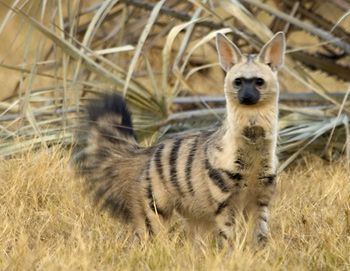 Aardwolf 13 Pics That Prove Aardwolves Are The Cutest Animals Ever