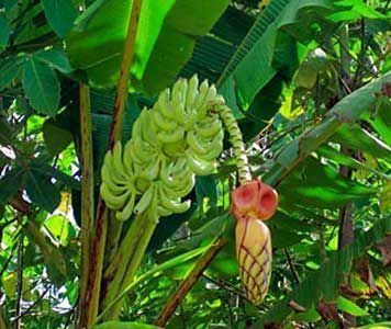Abacá musa textilis Abac is a species of banana native to the