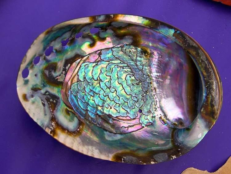 Abalone 4 facts about abalone that doesn39t involve eating it SEA