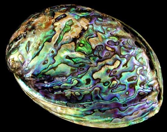 Abalone Abalone Shells variety best pricing and quality