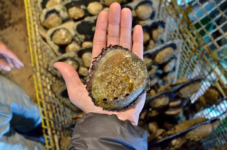 Abalone California Abalone Are as Delicious as They Are Creepy MUNCHIES