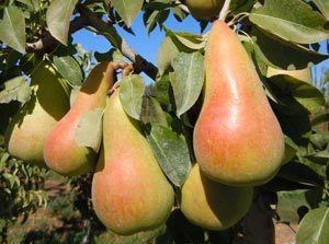 Abate Fetel Awe Sum Organics Offering the Planet39s Tastiest Organic Fruit